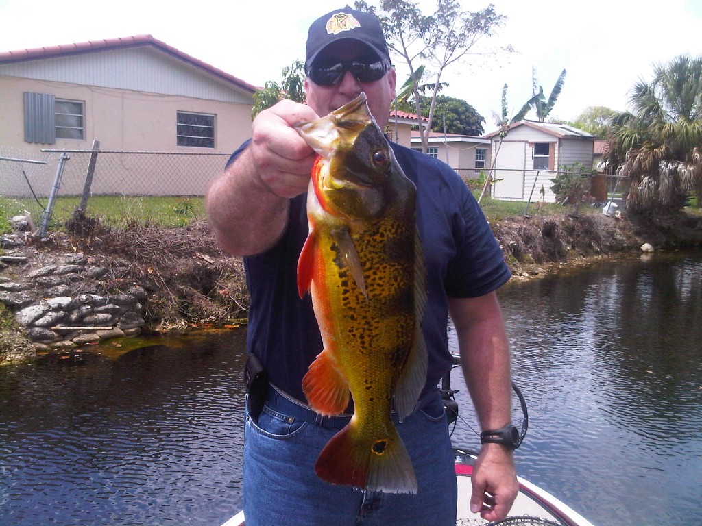 john leen big peacock