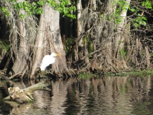 St Johns River Wildlife