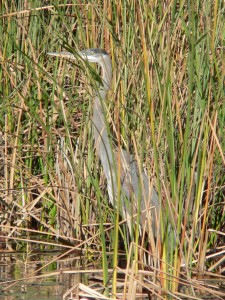 Sawgrass Recreation Park Wildlife
