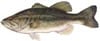 Largemouth Bass