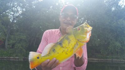 Peacock Bass Fishing At The Airport Lakes