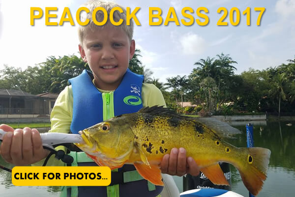 2017 Peacock Bass Pictures