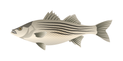 Striped bass or Morone Saxatilis