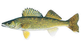 lake erie walleyes