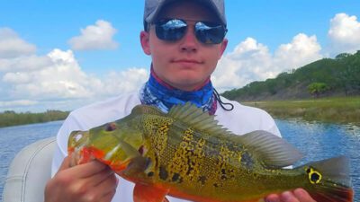 Super Hot Peacock Bass 2