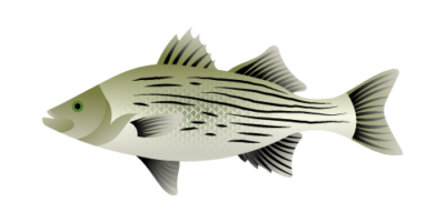 Sunshine Bass