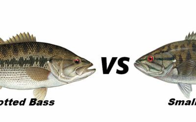 Spotted & Smallmouth: The Differences Between the Two Bass Types