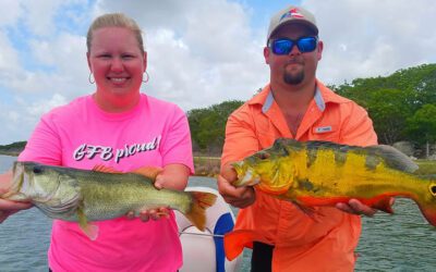 July Trophy Peacock Fishing While Miami Florida Bass Fishing