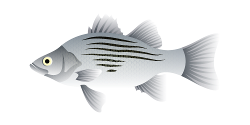 Sunshine Bass
