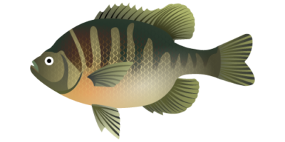 Bluegill Fish or Lepomis macrochirus