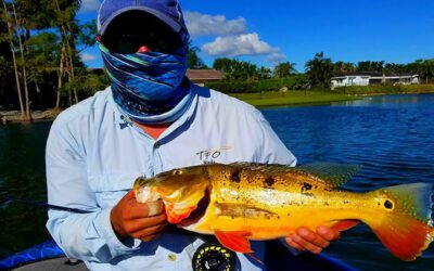 Fly Fishing for Peacock Bass