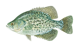 Crappie