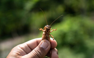 Best Fishing Bait for Lakes
