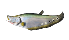 clown knife fish