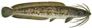 air breathing catfish