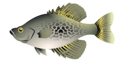 Crappie also known as Speck