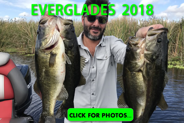 2018 Florida Everglades Pictures