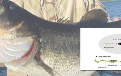 The Carolina Rig for Bass Fishing: Is It a Superior Choice?