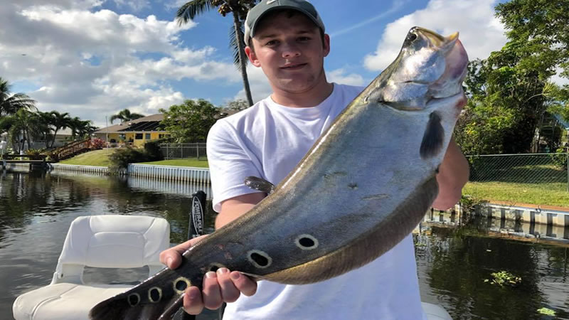 Fishing Clown Knife fish - fishing Clown Knifefish
