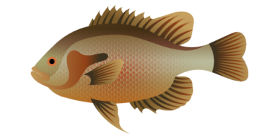 Redbreast Sunfish