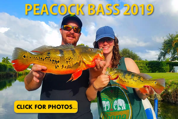 2019 Peacock Bass Pictures