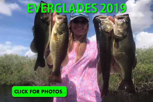 2019 Florida Everglades Pictures