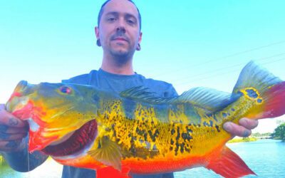 Florida Peacock Bass Fishing Spawn for Trophy Peacock Bass