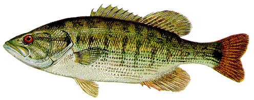 All Fishing Buy, Redeye Bass Fish Identification, Habitats, Fishing  methods, characteristics