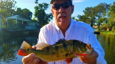 FL Peacock Bass Trips 2