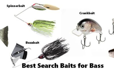 Best Search Baits for Bass