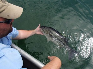 Merritts Mill Pond Photo of FWC biologist releasing a tagged bass