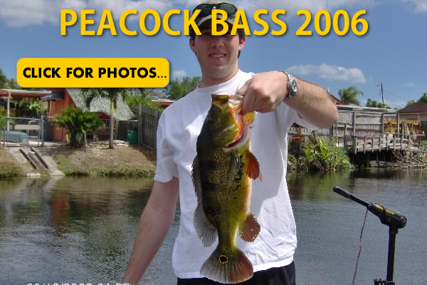 2006 Peacock Bass Pictures