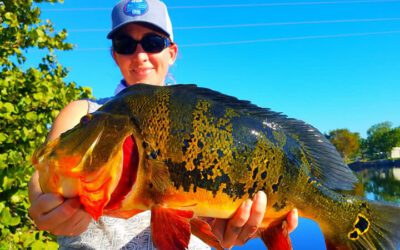 Peacock Bass Orlando Florida 2024