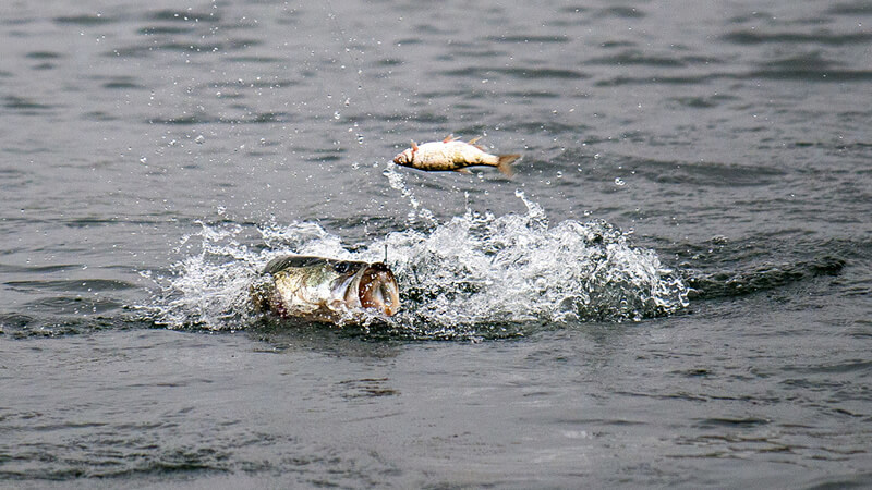 Best Live Bait for Bass - Livebait-shiner-fishing