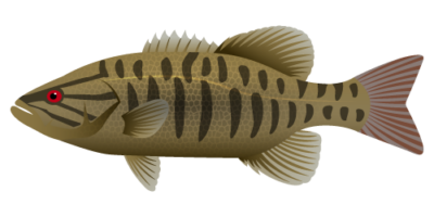 Smallmouth Bass