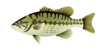Spotted Bass