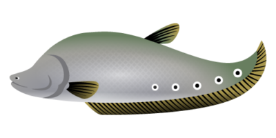 Clown Knife Fish