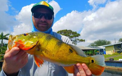 Top Tips for Fishing During Peacock Bass Spawning Season