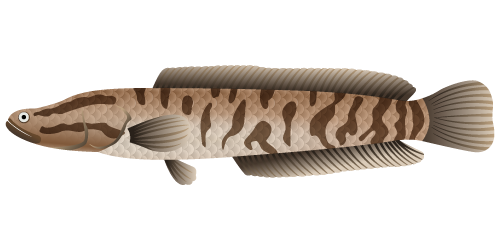 Snakehead