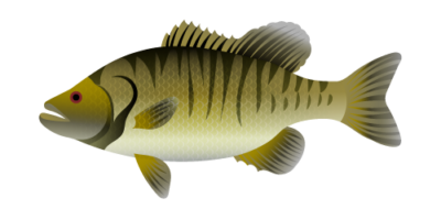Shoal bass