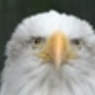 Bob S Avatar