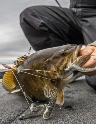 Alabama Rig Smallmouth Bass