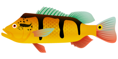 Peacock Bass