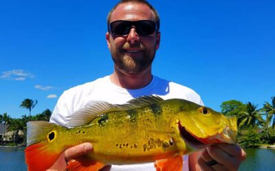 Outstanding Summer Peacock Fishing in South Florida with Local Experts