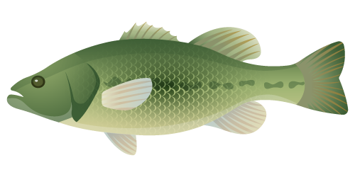 Bass Family Freshwater Fish Identification Card