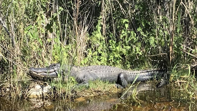 Headwaters Lake Alligators with Majestic bald eagle soaring over