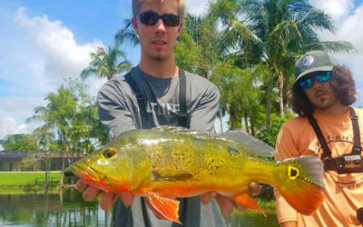 Go Pro Bass Fishing for Exotic Peacock Bass in Miami Florida