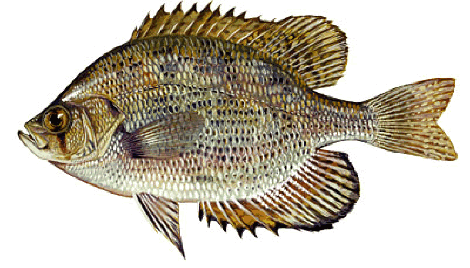 Flier Panfish