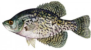 Top Florida Crappie Lakes