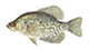 Black Crappie